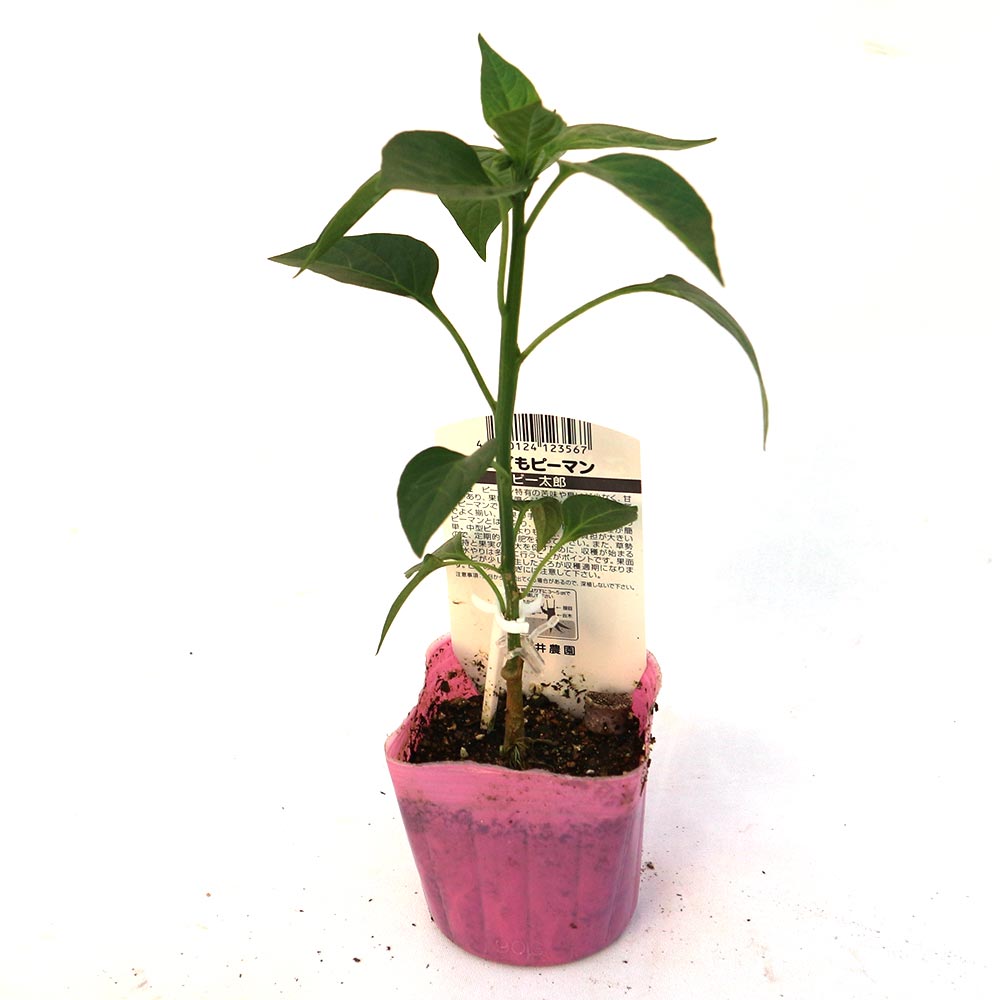こどもピーマン(ピー太郎) 接木苗2個~【野菜 接木苗9cmポット】