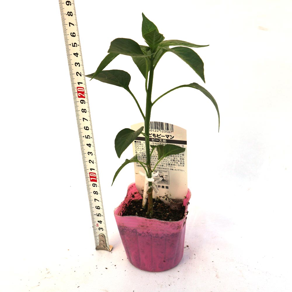 こどもピーマン(ピー太郎) 接木苗2個~【野菜 接木苗9cmポット】