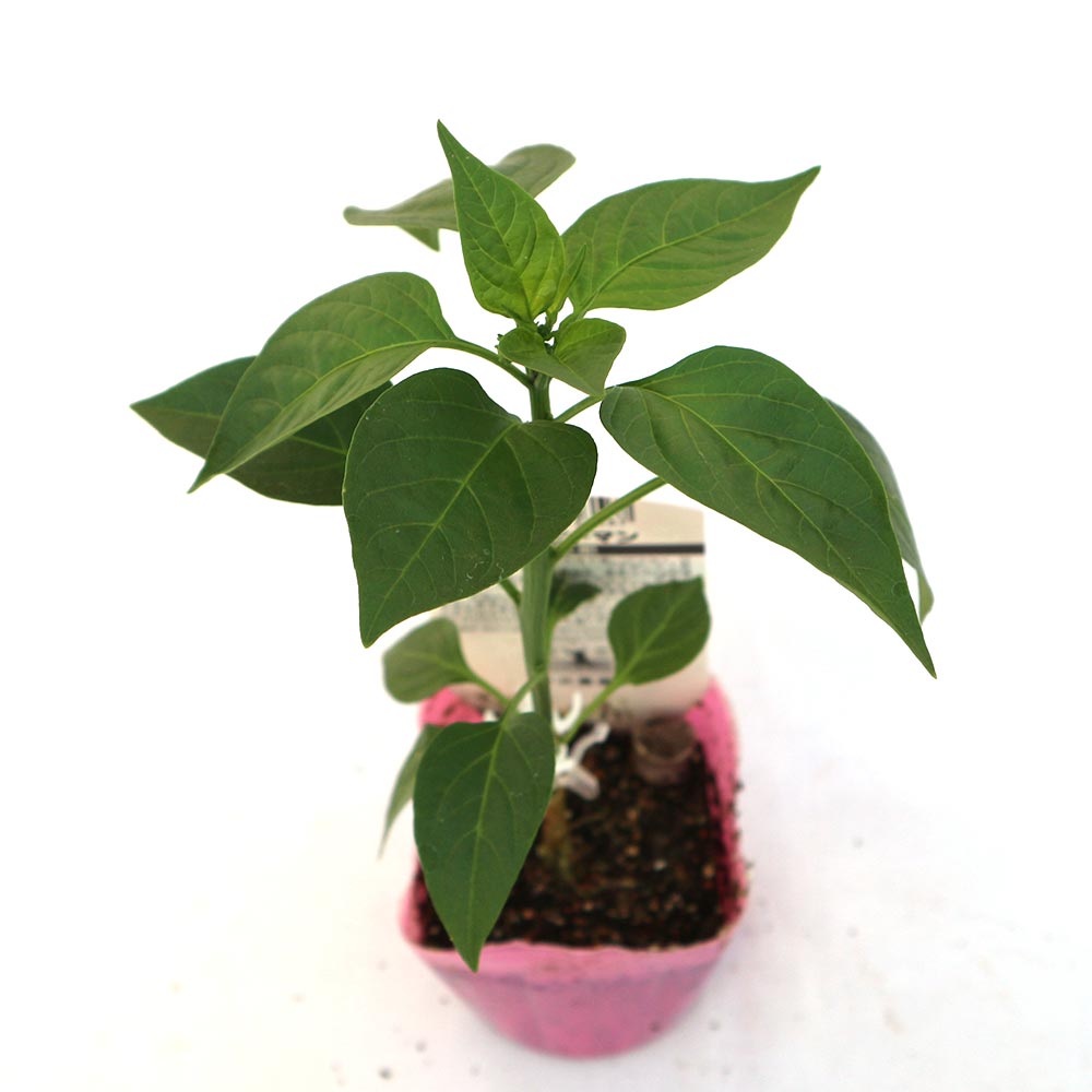 こどもピーマン(ピー太郎) 接木苗2個~【野菜 接木苗9cmポット】