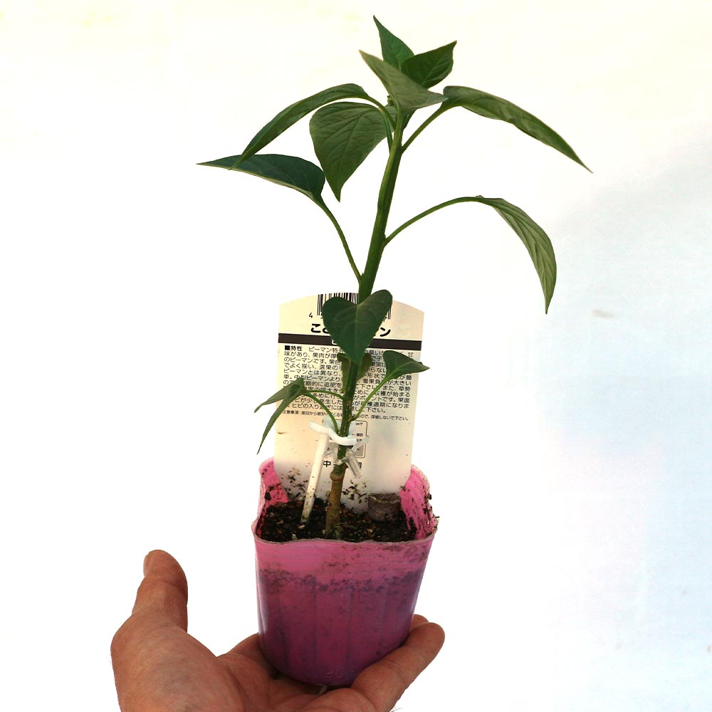 こどもピーマン(ピー太郎) 接木苗2個~【野菜 接木苗9cmポット】
