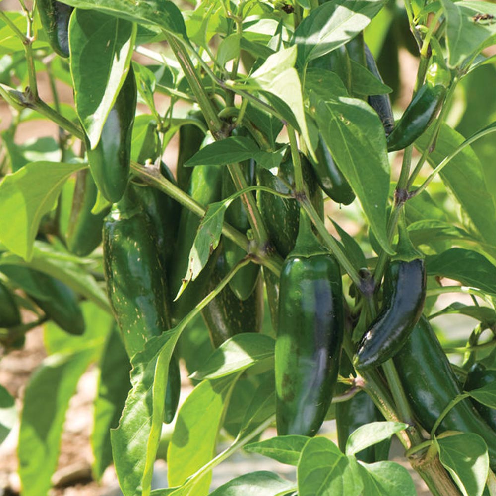 こどもピーマン(ピー太郎) 接木苗2個~【野菜 接木苗9cmポット】