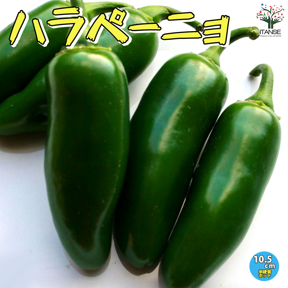 ハラペーニョの苗 2個～【野菜の苗 10.5cmポット 自根苗】
