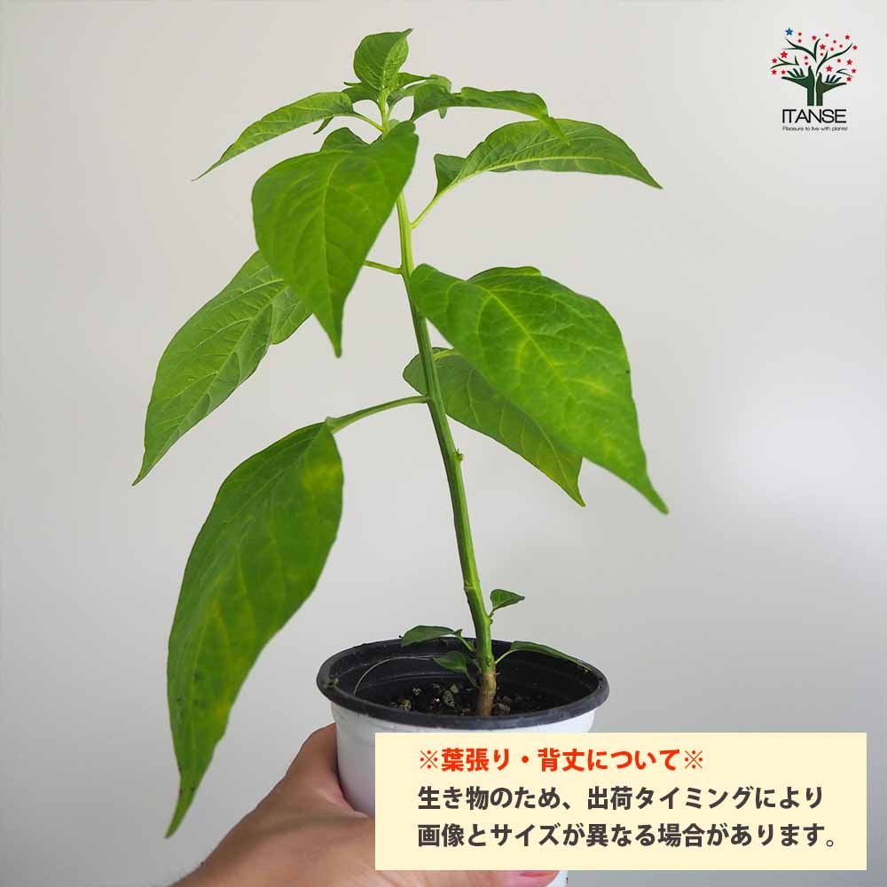 ハラペーニョの苗 2個～【野菜の苗 10.5cmポット 自根苗】