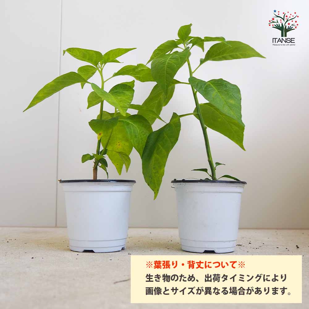 ハラペーニョの苗 2個～【野菜の苗 10.5cmポット 自根苗】