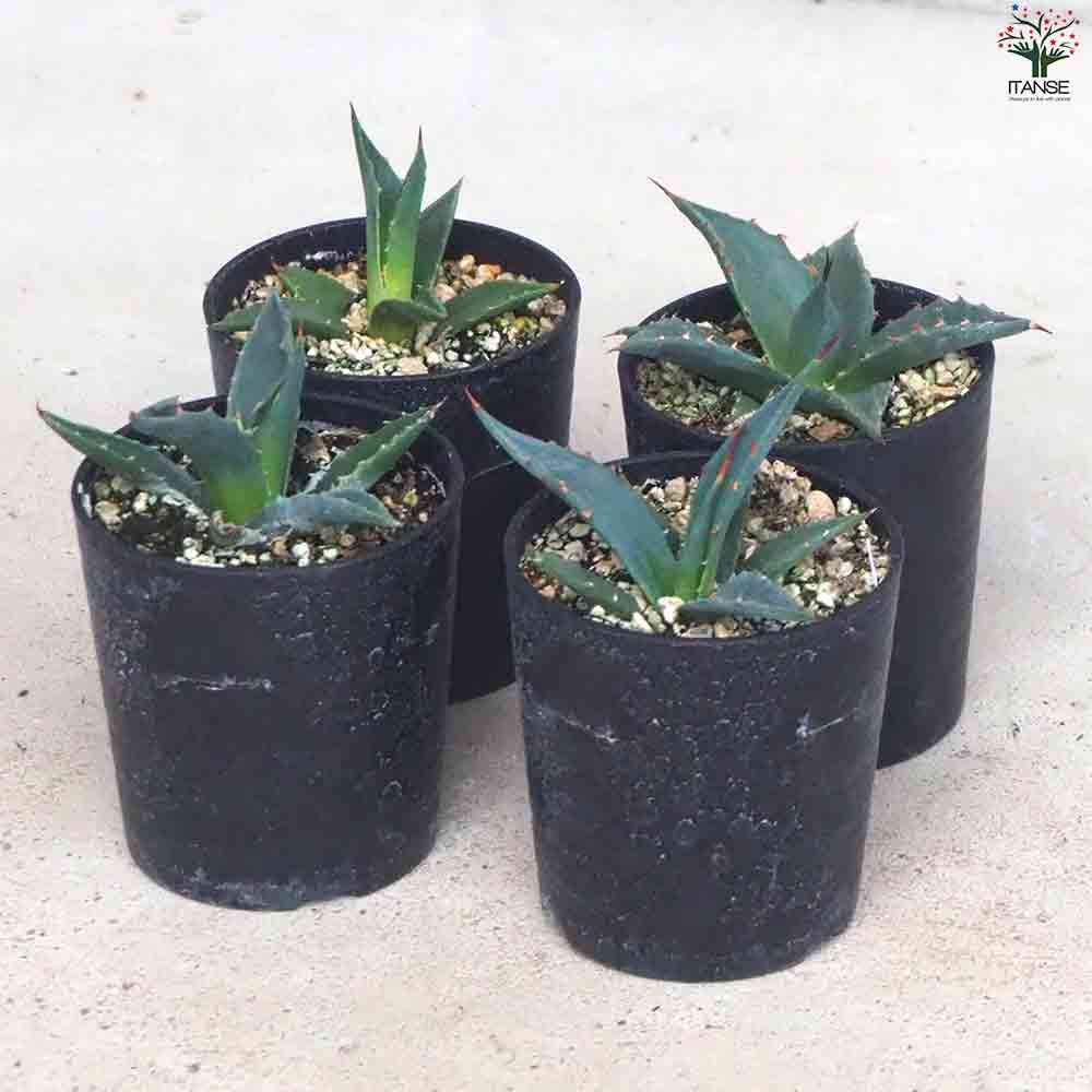アガベ ユタエンシス　カイバベンシス斑入り アガベ ユタエンシス カイバベンシス | hanayoshi-botanical
