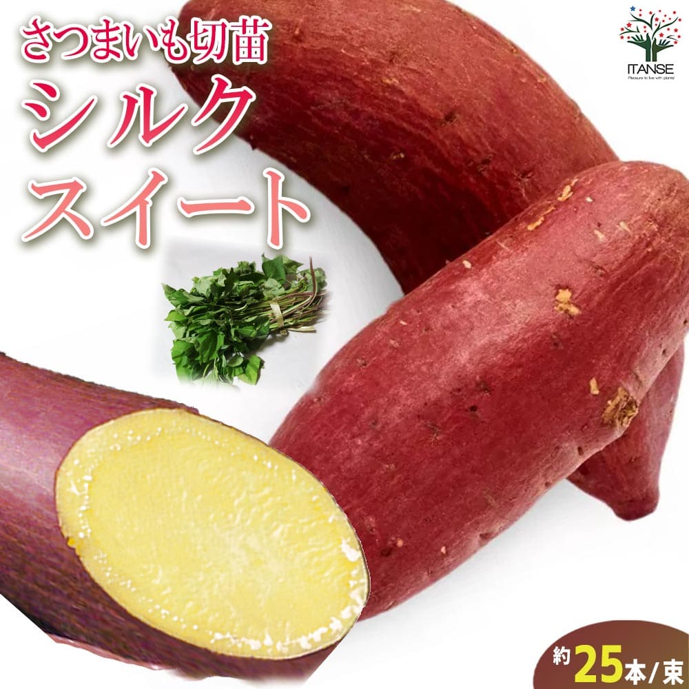 芋苗　シルクスイート　200本 さつまいもの苗 シルクスイート200本 - メルカリ