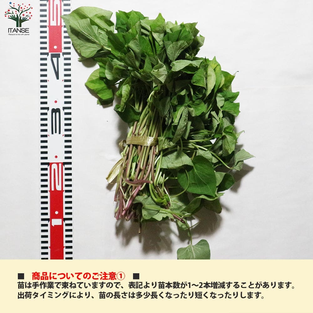 さつまいも切苗 品種：シルクスイート【野菜の苗／切苗(約25本/束