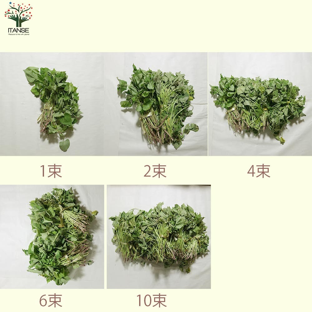 さつまいも切苗 品種：シルクスイート【野菜の苗／切苗(約25本/束)】