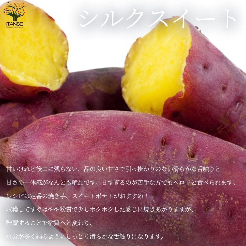 さつまいも切苗 品種：シルクスイート【野菜の苗／切苗(約25本/束)】