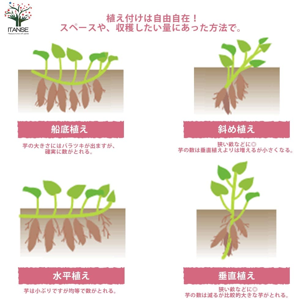 さつまいも切苗 品種：シルクスイート【野菜の苗／切苗(約25本