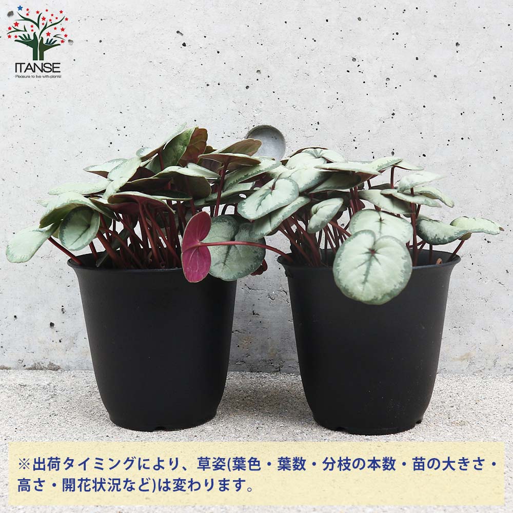 【シルバープリンス コウム 原種シクラメン】シルバーリース寄植え 000000009513_ehgtVjq.jpg