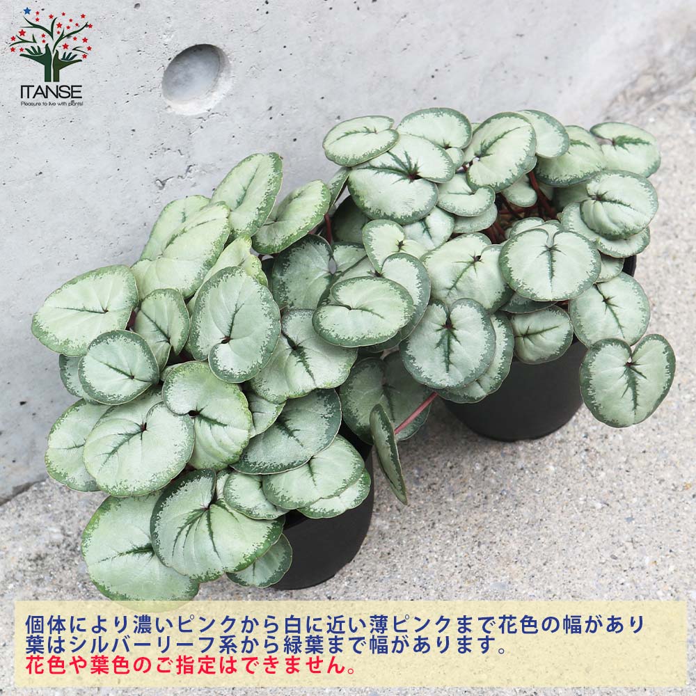 【シルバープリンス コウム 原種シクラメン】シルバーリース寄植え 原種シクラメン・コウム・シルバープリンス【花苗 3～3.5号