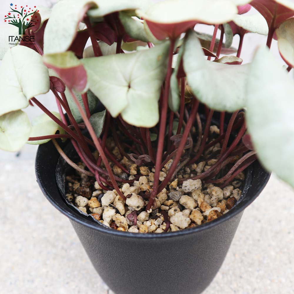 【シルバープリンス コウム 原種シクラメン】シルバーリース寄植え シルバープリンス コウム 原種シクラメン】シルバーリース寄植え