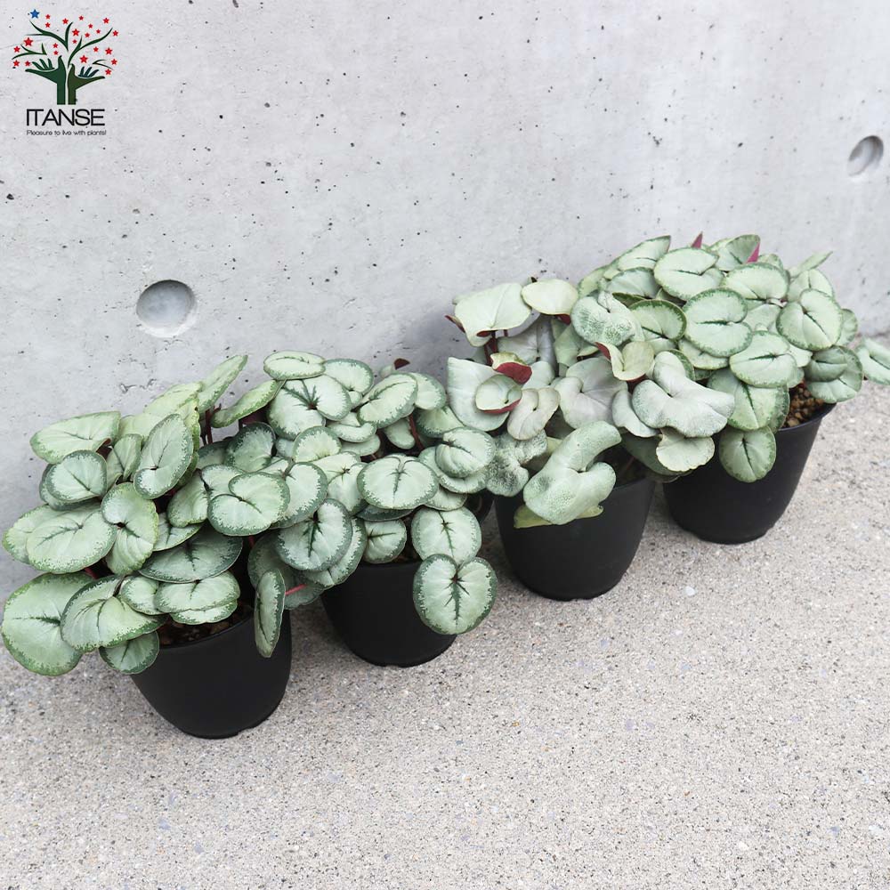 原種シクラメン・コウム・シルバープリンス【花苗 3～3.5号ポット