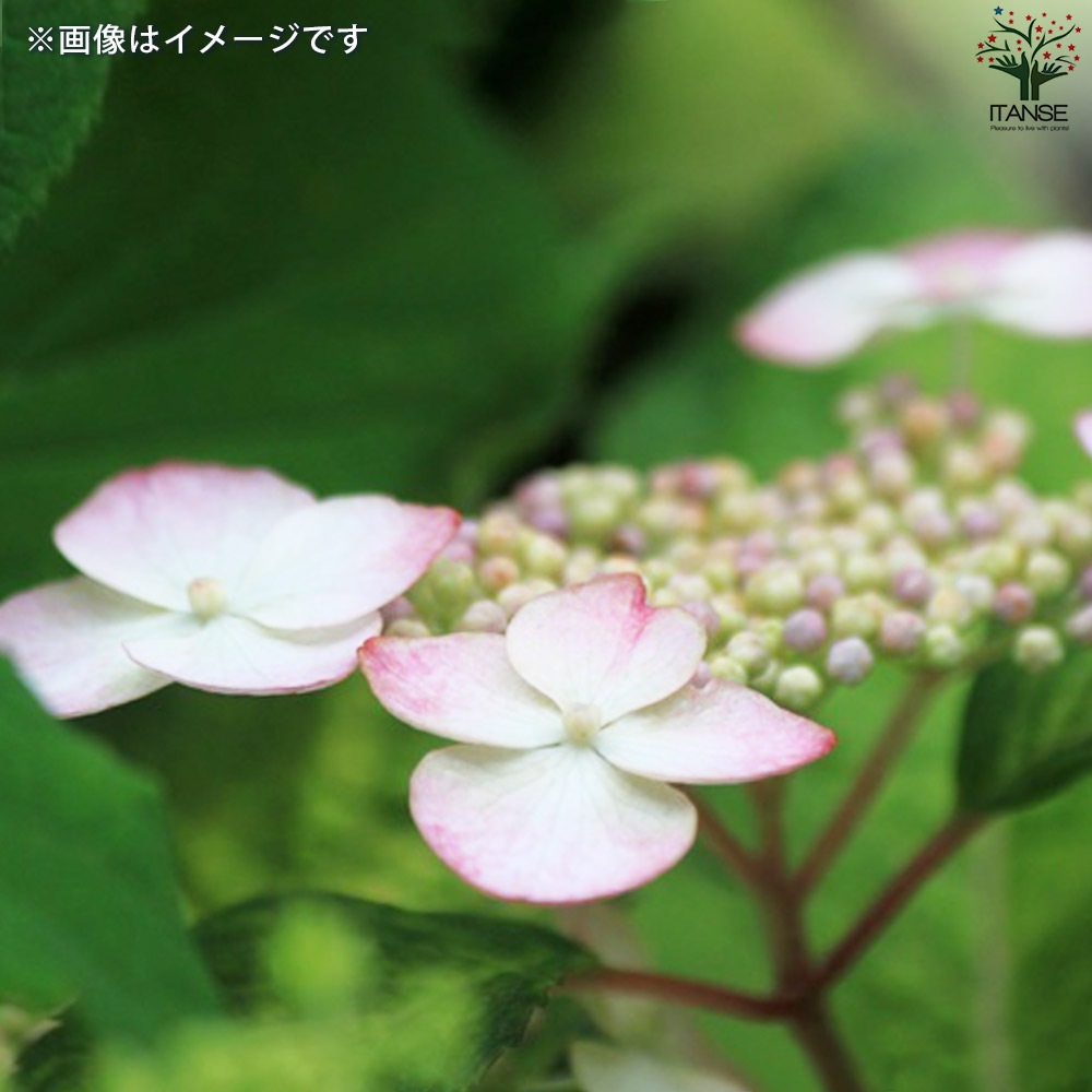 山アジサイの苗 品種：散斑紅山(チリフベニヤマ)【花苗 3号ポット