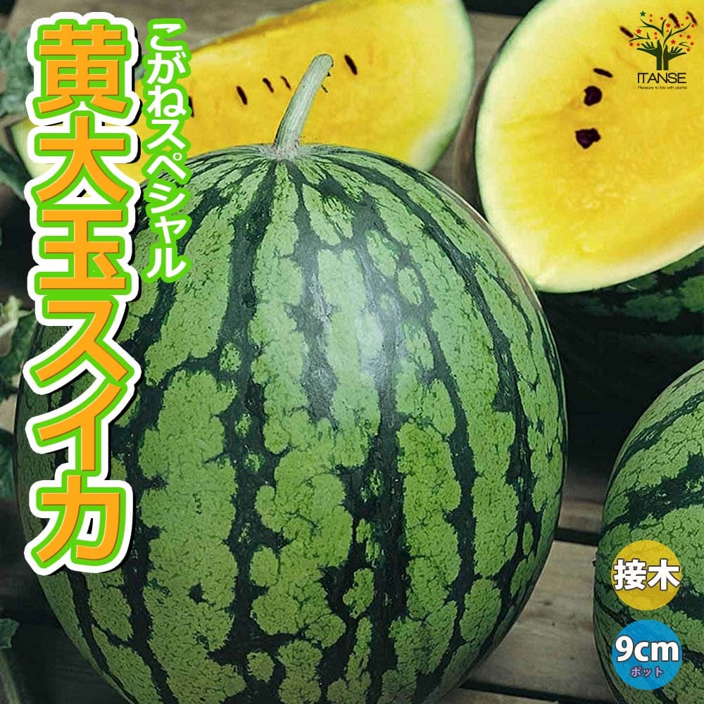 黄大玉スイカ(品種:こがねスペシャル)接ぎ木苗2個～【野菜 接木苗9cmポット】