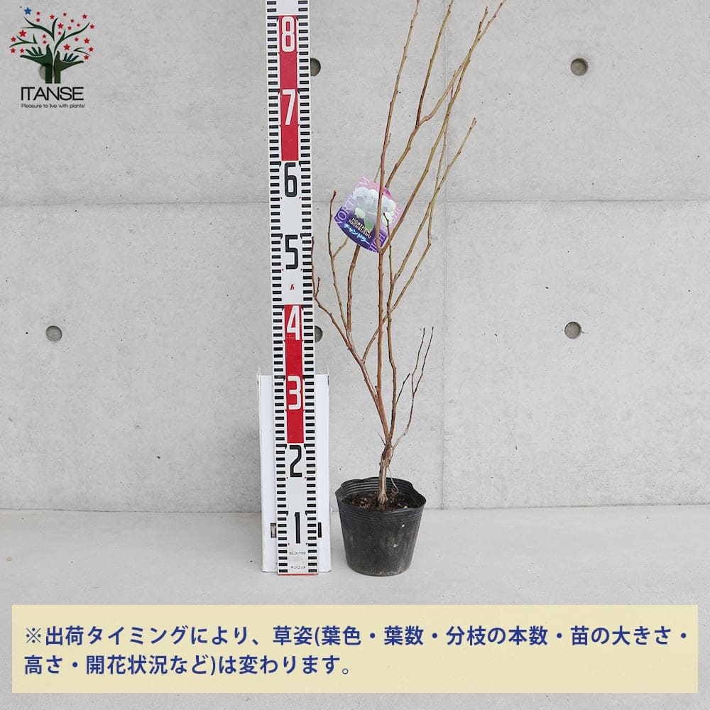 ブルーベリー チャンドラー【果樹の苗木 4.5～5号ポット売り】