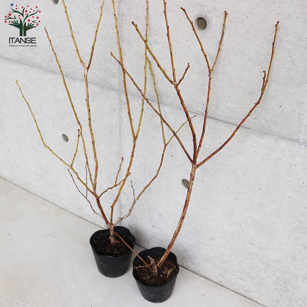 ブルーベリー チャンドラー【果樹の苗木 4.5～5号ポット売り】