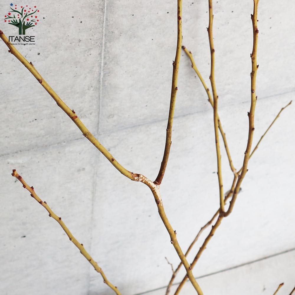 ブルーベリー チャンドラー【果樹の苗木 4.5～5号ポット売り】