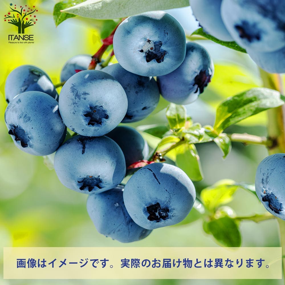 ブルーベリー チャンドラー【果樹の苗木 4.5～5号ポット売り】