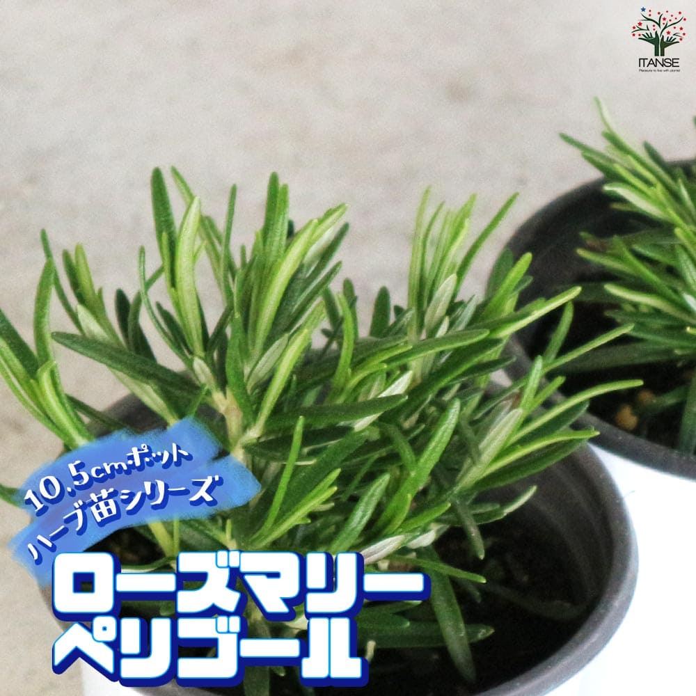 ローズマリー ペリゴール 10.5cm2個～【おうちで簡単！育てやすい10.5cmポットハーブ苗シリーズ！】