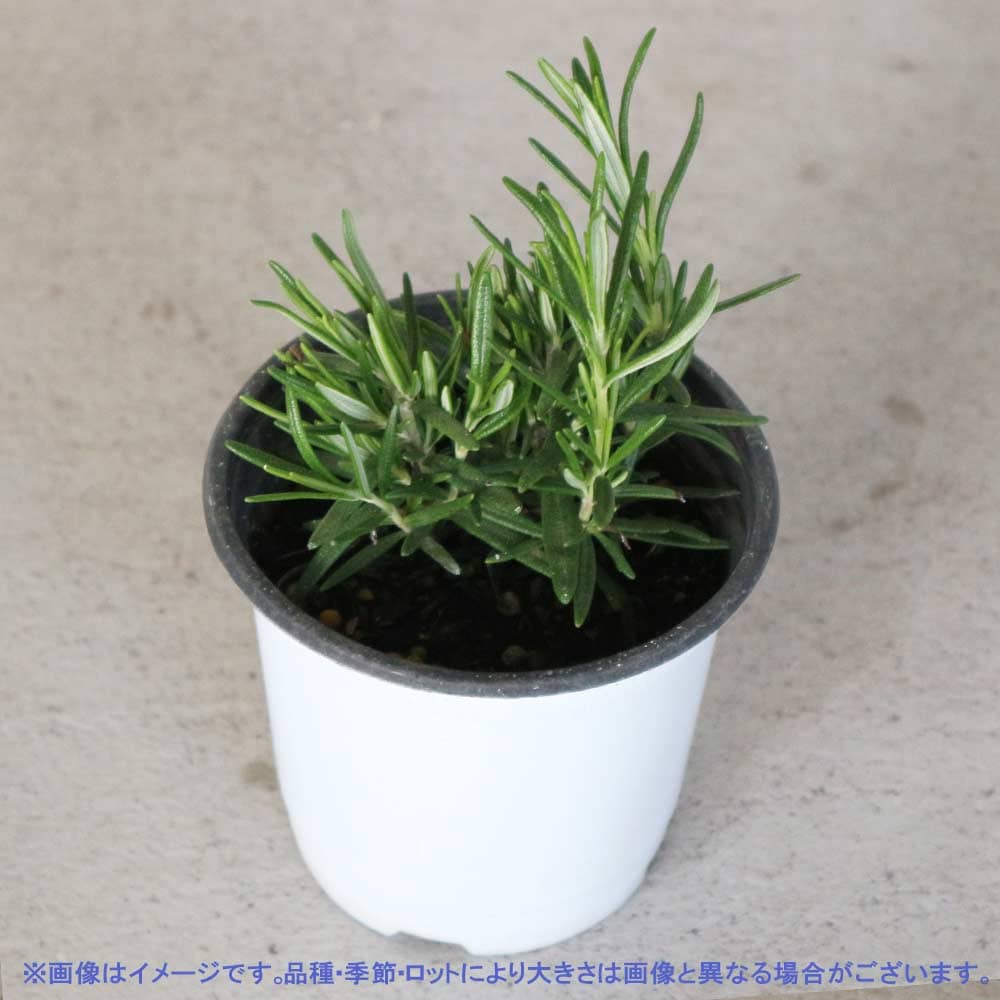 ローズマリー ペリゴール 10.5cm2個～【おうちで簡単！育てやすい10.5cmポットハーブ苗シリーズ！】