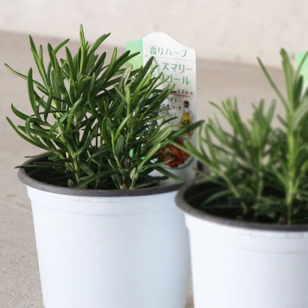 ローズマリー ペリゴール 10.5cm2個～【おうちで簡単！育てやすい10.5cmポットハーブ苗シリーズ！】