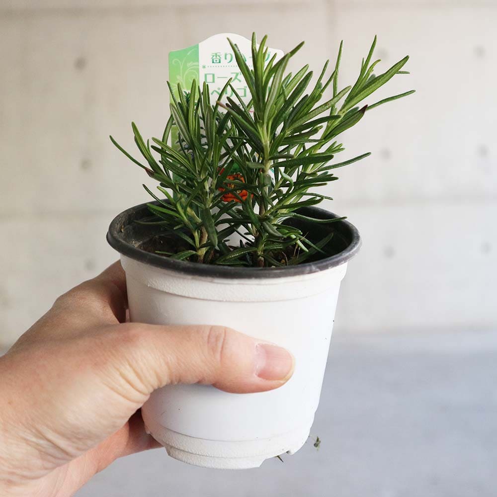 ローズマリー ペリゴール 10.5cm2個～【おうちで簡単！育てやすい10.5cmポットハーブ苗シリーズ！】