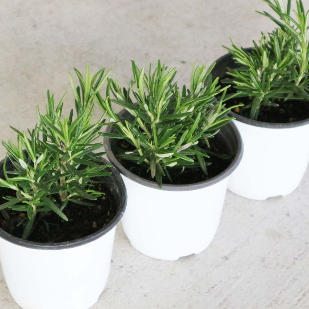 ローズマリー ペリゴール 10.5cm2個～【おうちで簡単！育てやすい10.5cmポットハーブ苗シリーズ！】