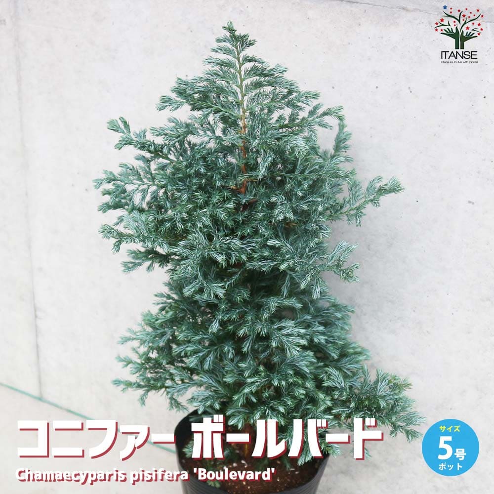 コニファー ボールバード