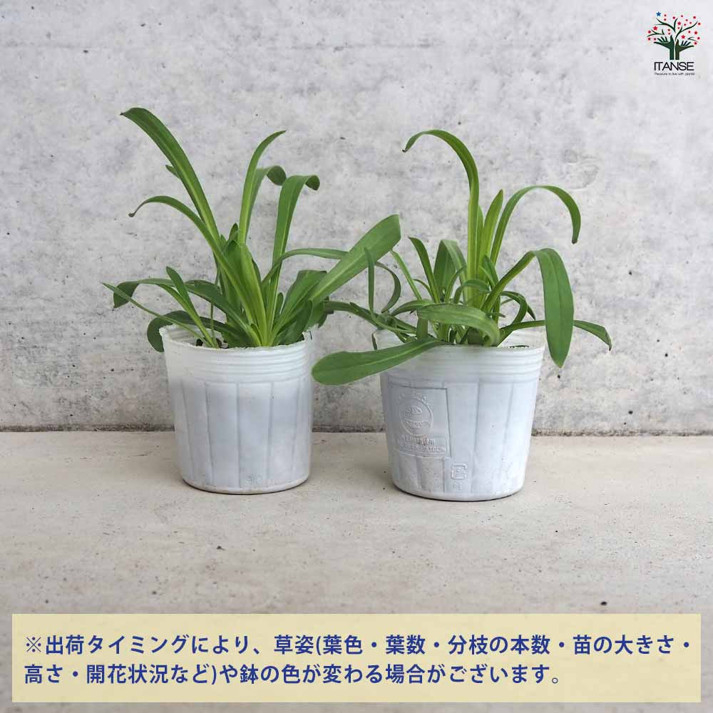 アグロステンマ オーシャンパール 【花苗 3号】｜ 【植物の