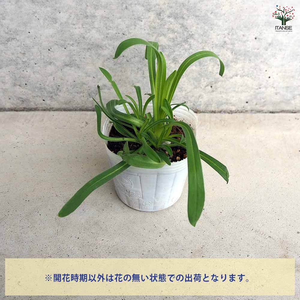 アグロステンマ オーシャンパール 【花苗 3号】｜ 【植物の