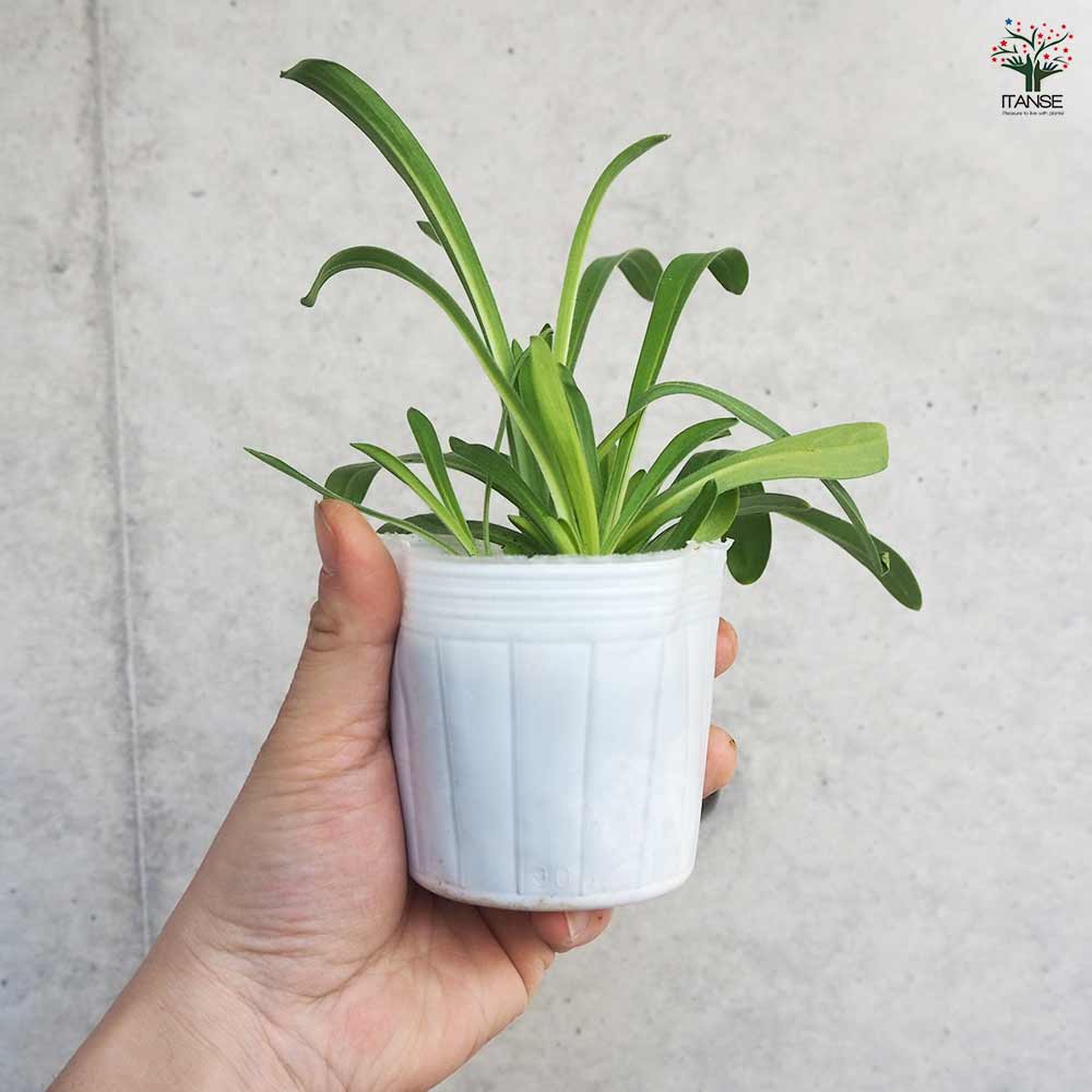 アグロステンマ オーシャンパール 【花苗 3号】｜ 【植物の