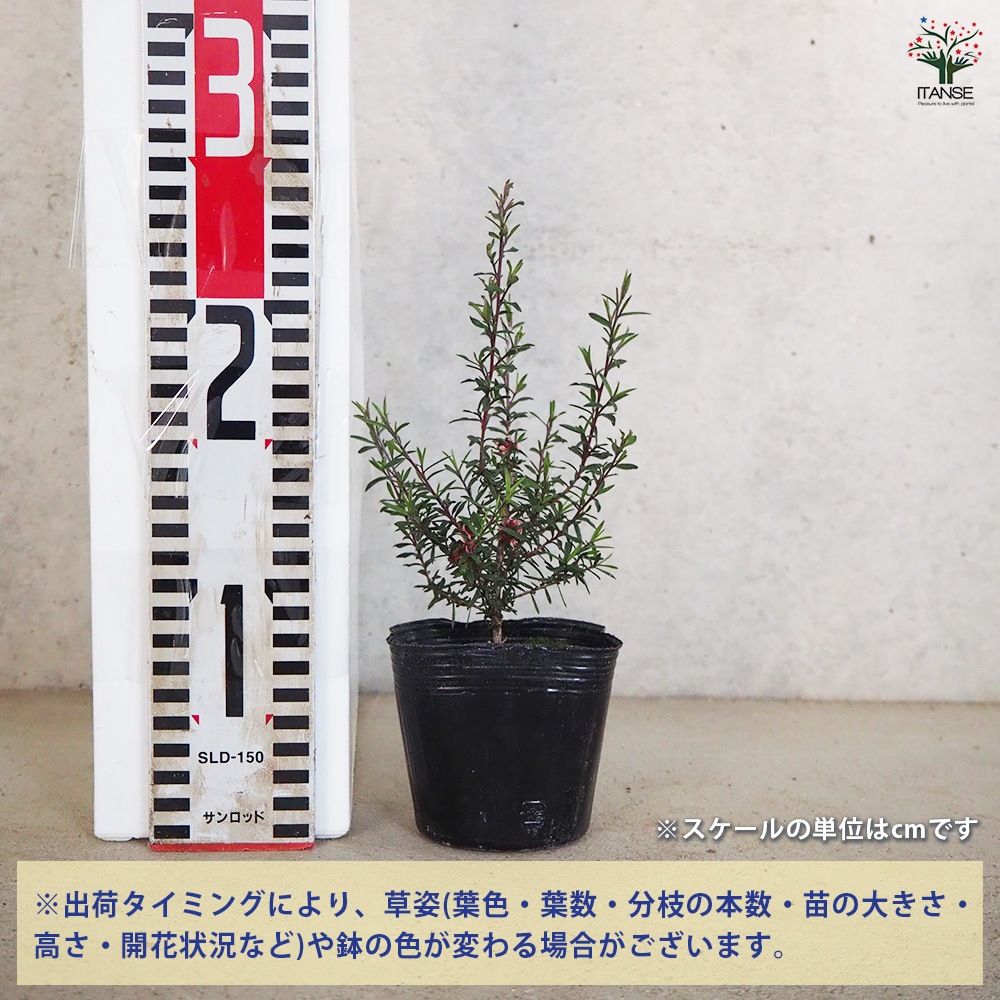 ティーツリー マヌカ(赤花) 2個～【ハーブの苗 3号ポット】｜ 【植物の