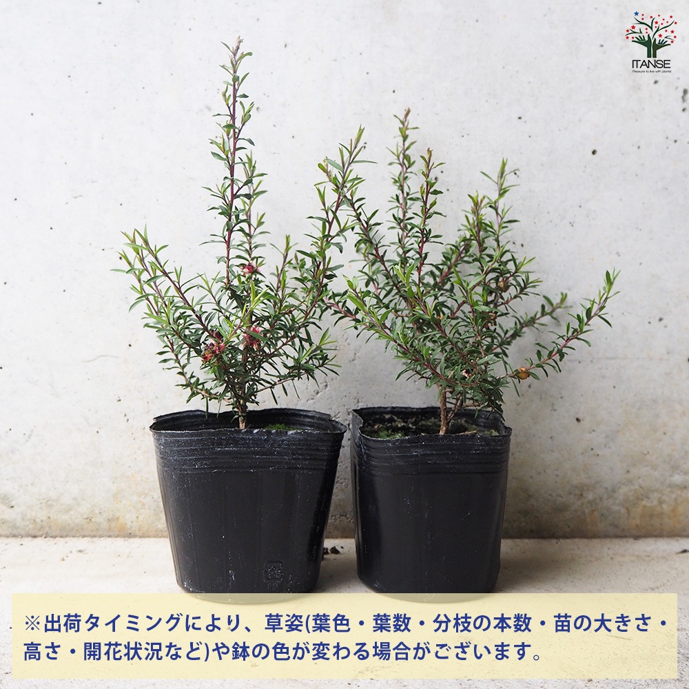 ティーツリー マヌカ(赤花) 2個～【ハーブの苗 3号ポット】｜ 【植物の
