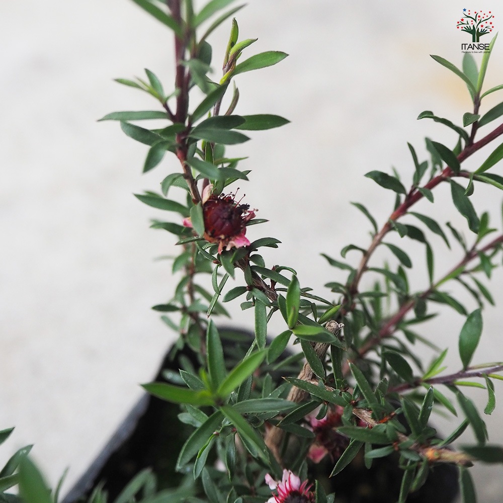 植物 6月、今年の緑には力強さを感じます！ | WEB BOSCO