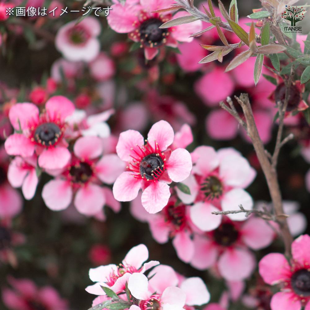 ティーツリー マヌカ(赤花) 2個～【ハーブの苗 3号ポット】｜ 【植物の