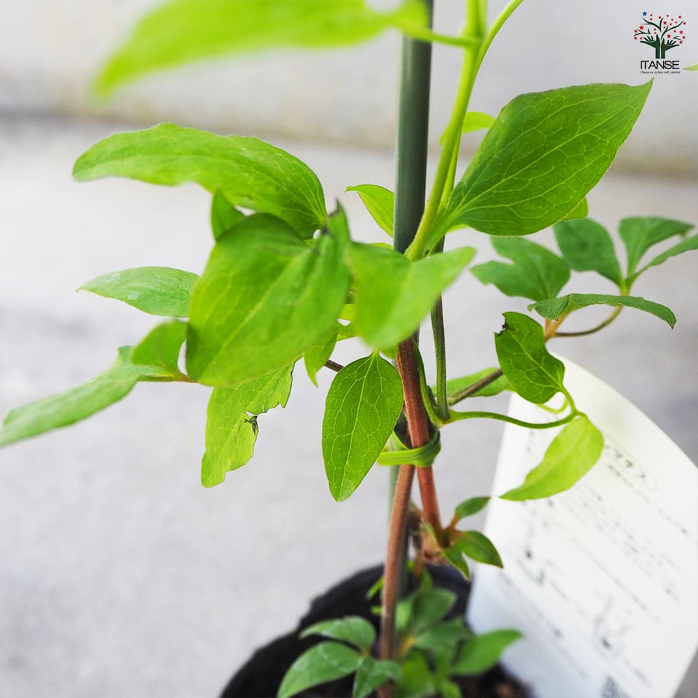 矢車草大株の小苗ポストいっぱい♫ 9/15販売株 xxxxxxxxxxxxxxxxxxxxxxxxxxxxxxxxxxxxxxxx 台湾shihao産