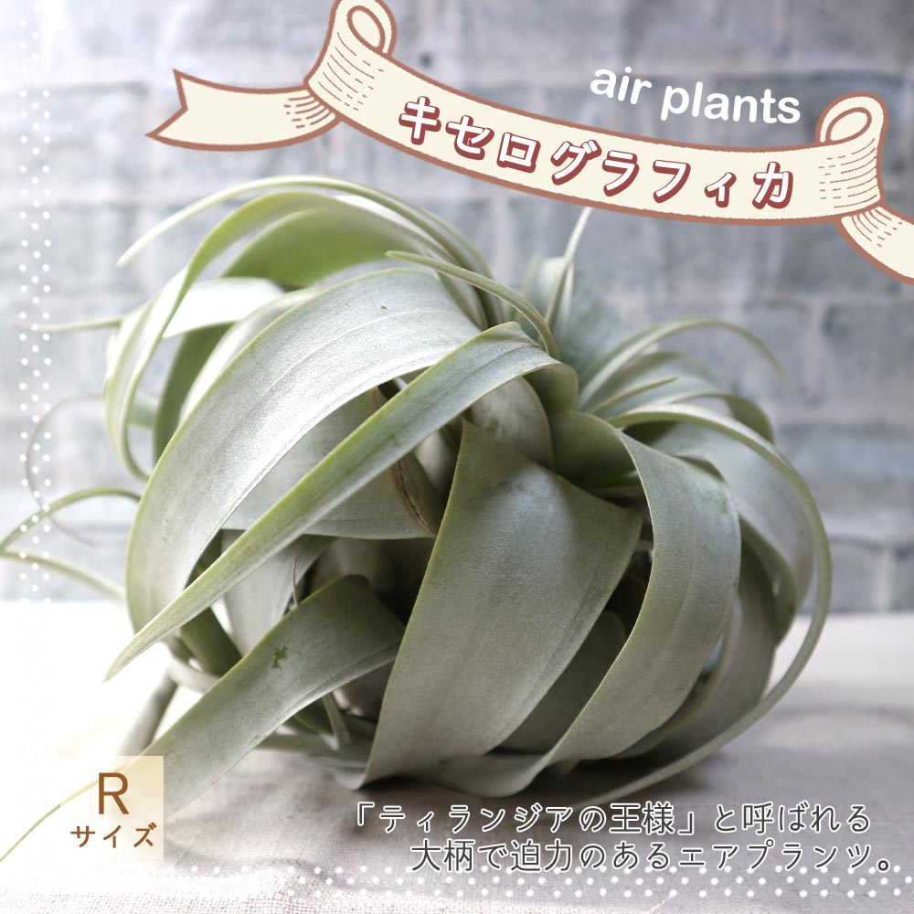 エアープランツ チランジア キセログラフィカ Rサイズ【幅約16cm×高さ約12cm Rサイズ／1個】