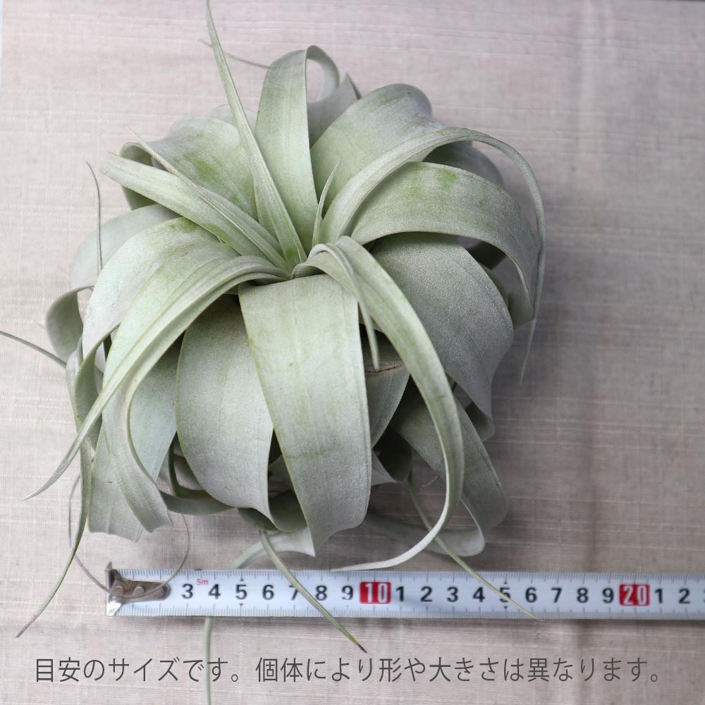 エアープランツキセログラフィカ3株131415番 エアープランツキセログラフィカ3株131415番 エアープランツ