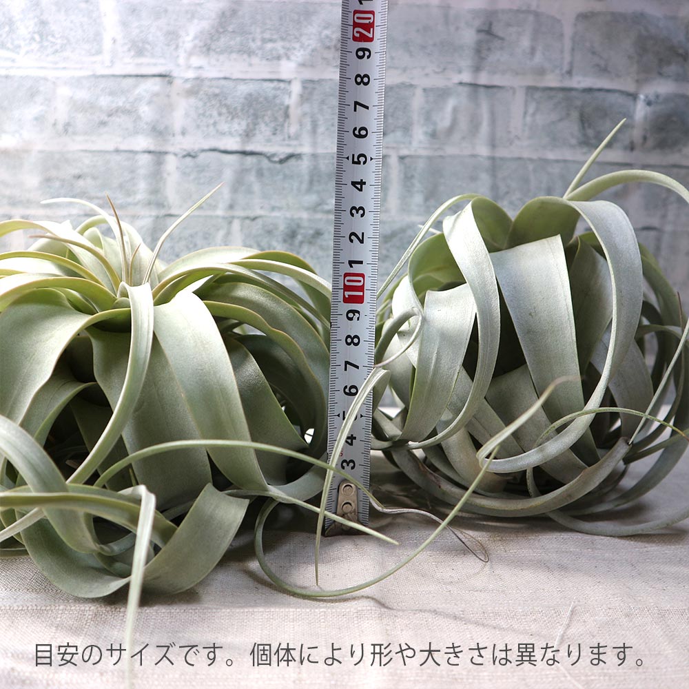 エアープランツキセログラフィカ3株123番 エアープランツキセログラフィカ3株123番