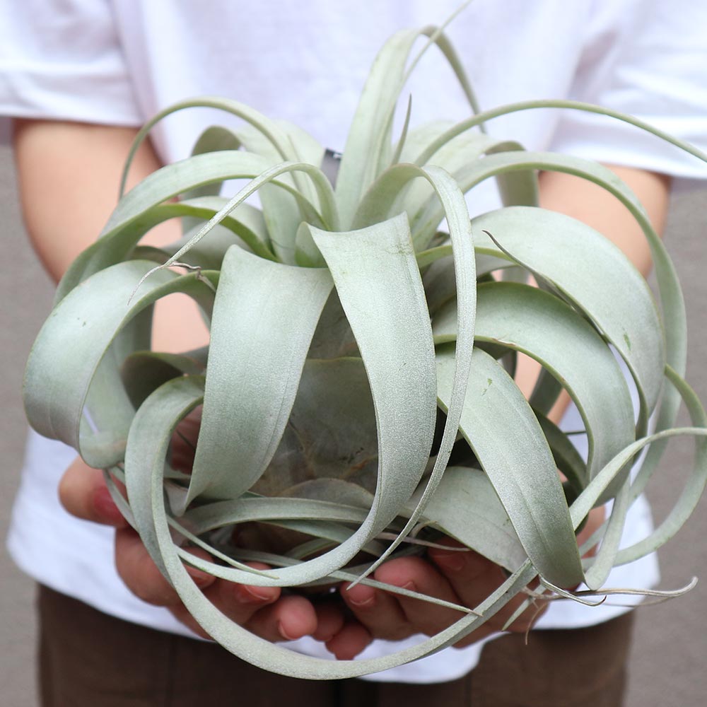 エアープランツ チランジア キセログラフィカ Rサイズ【幅約16cm×高さ