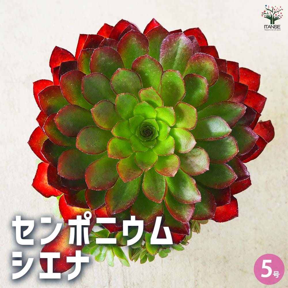 センポニウム シエナ 【多肉植物 5号／1個売り】