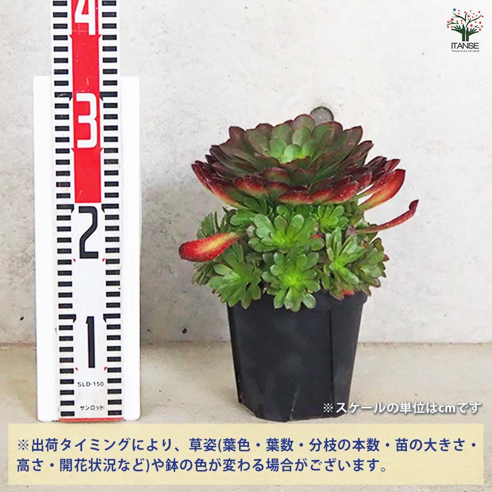 センポニウム シエナ 【多肉植物 5号／1個売り】