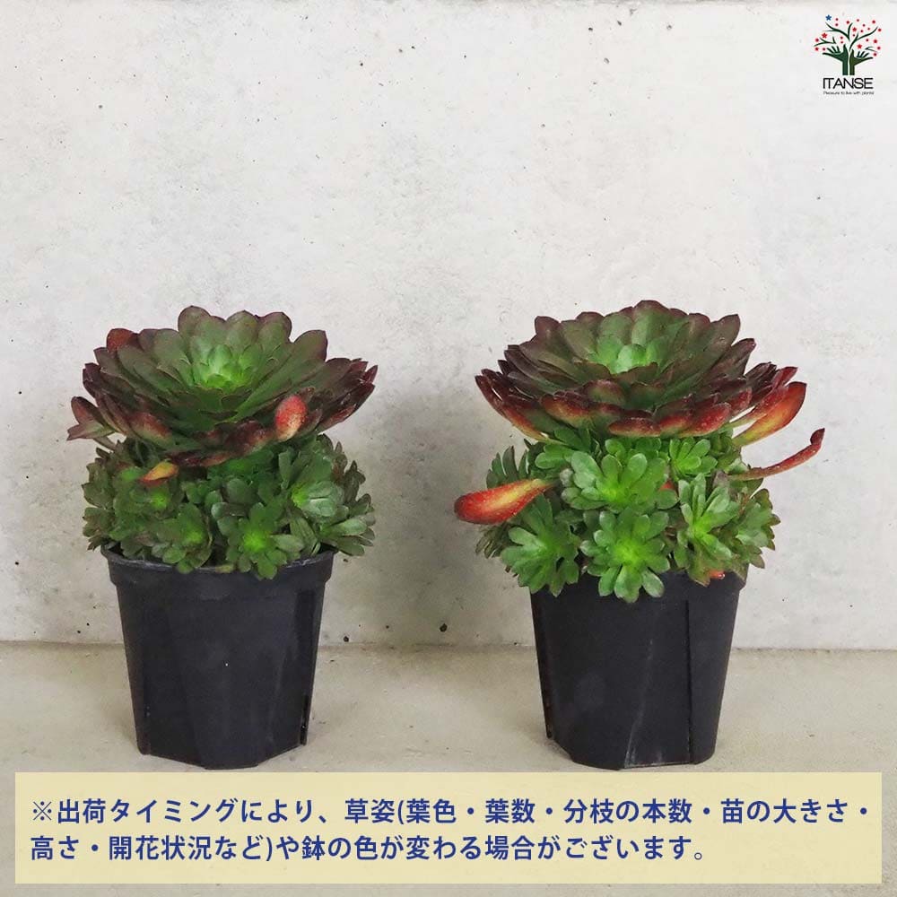 センポニウム シエナ 【多肉植物 5号／1個売り】