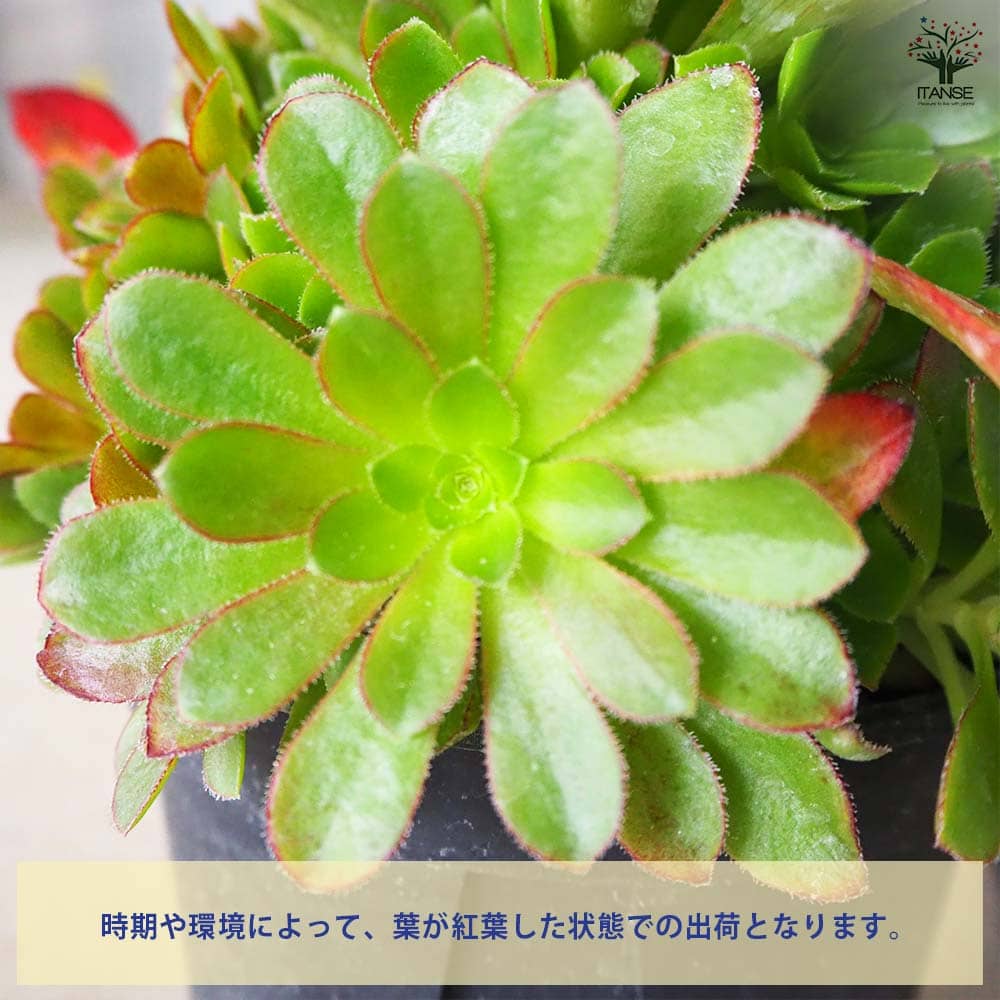 センポニウム シエナ 【多肉植物 5号／1個売り】