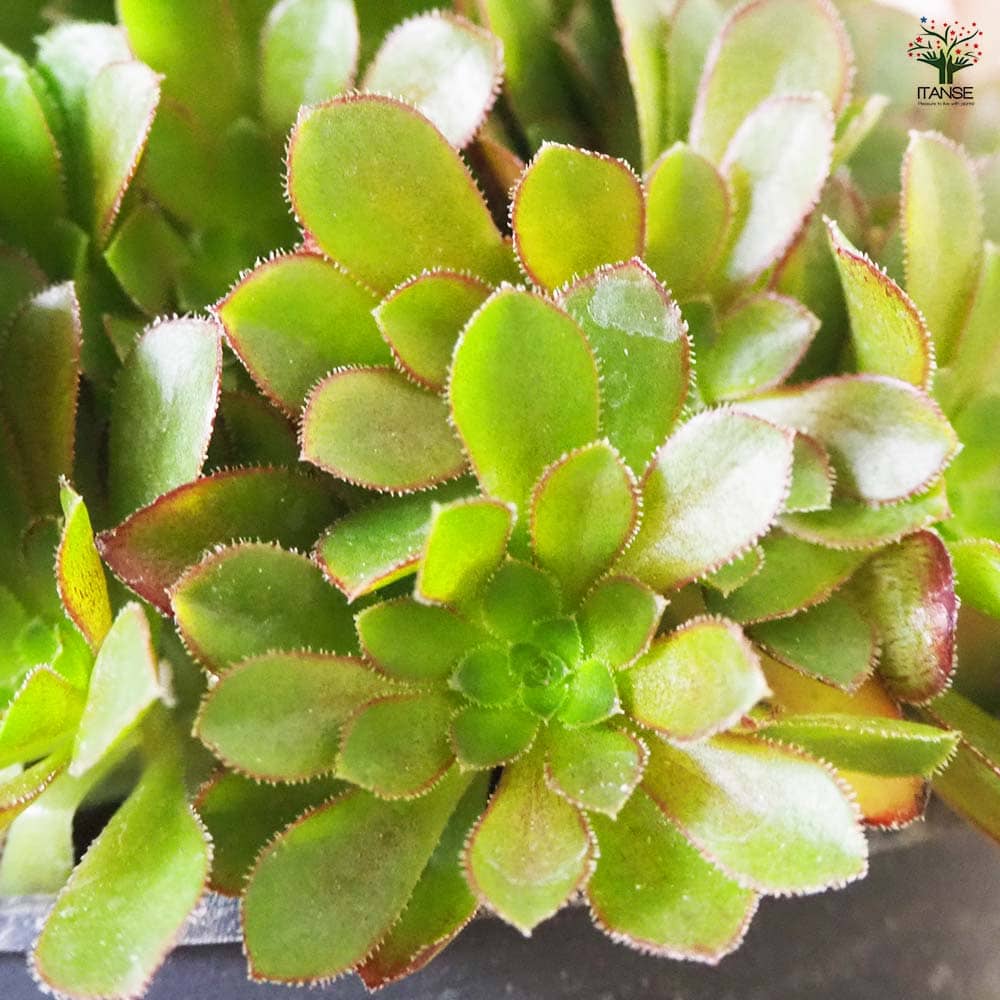 センポニウム シエナ 【多肉植物 5号／1個売り】