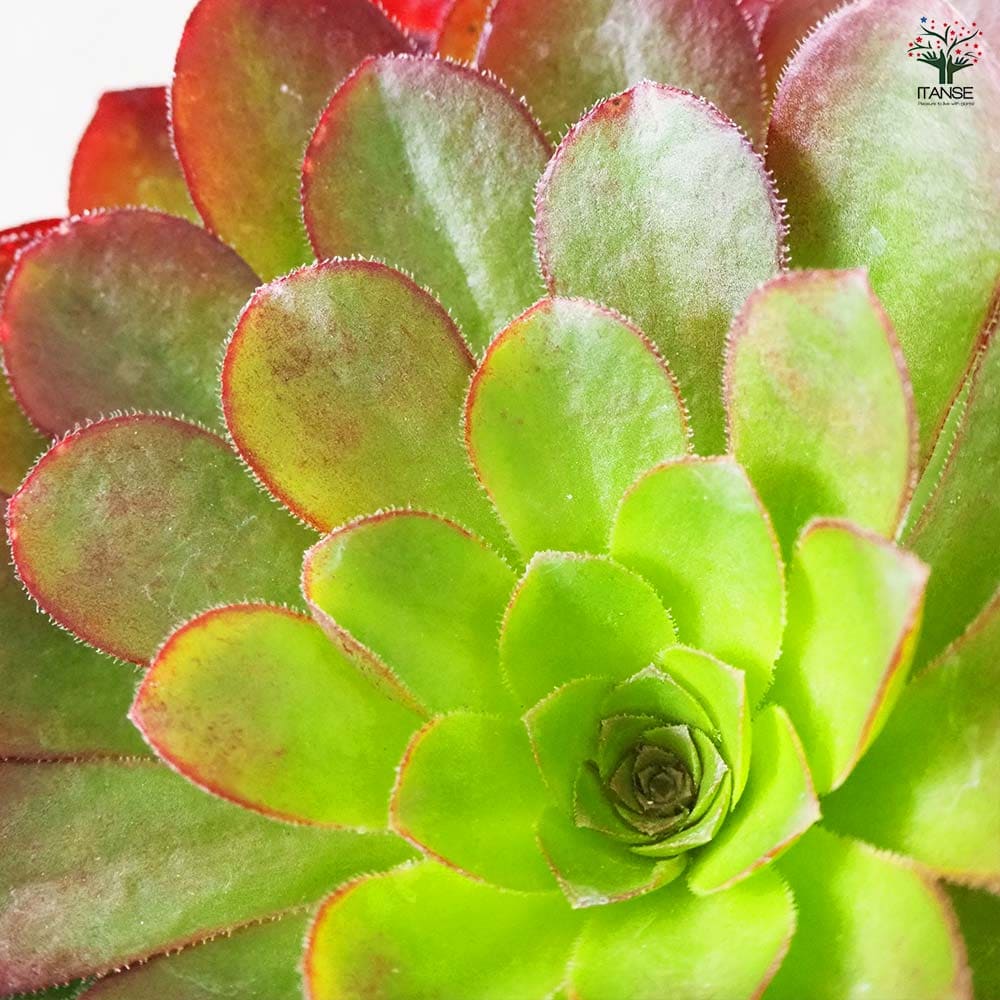 センポニウム シエナ 【多肉植物 5号／1個売り】｜ 【植物の