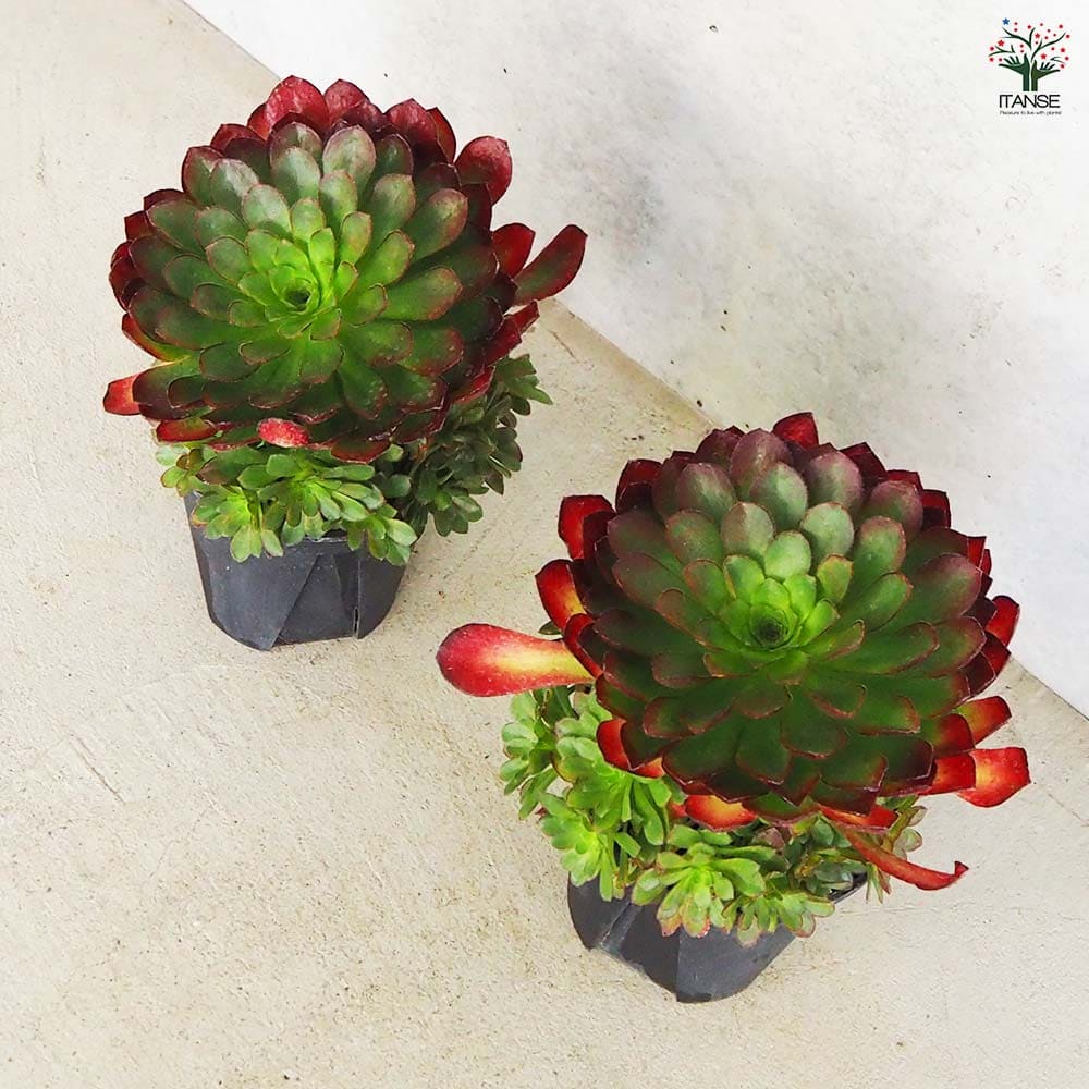 5点 まとめ出品　多肉植物 pointsyouka2.jpg