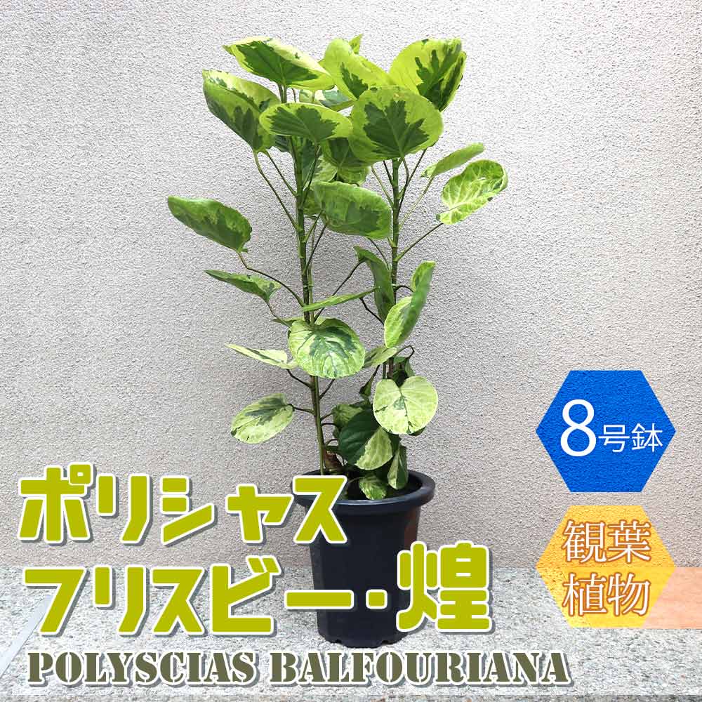 観葉植物 ポリシャス・フリスビー・煌(きらめき)【観葉植物 8号